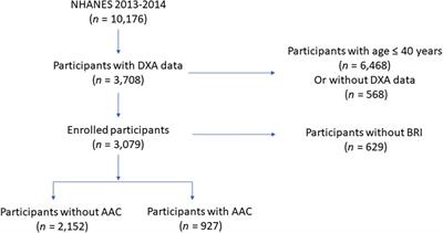 Association of body roundness index with abdominal aortic calcification among middle aged and elderly population: findings from NHANES